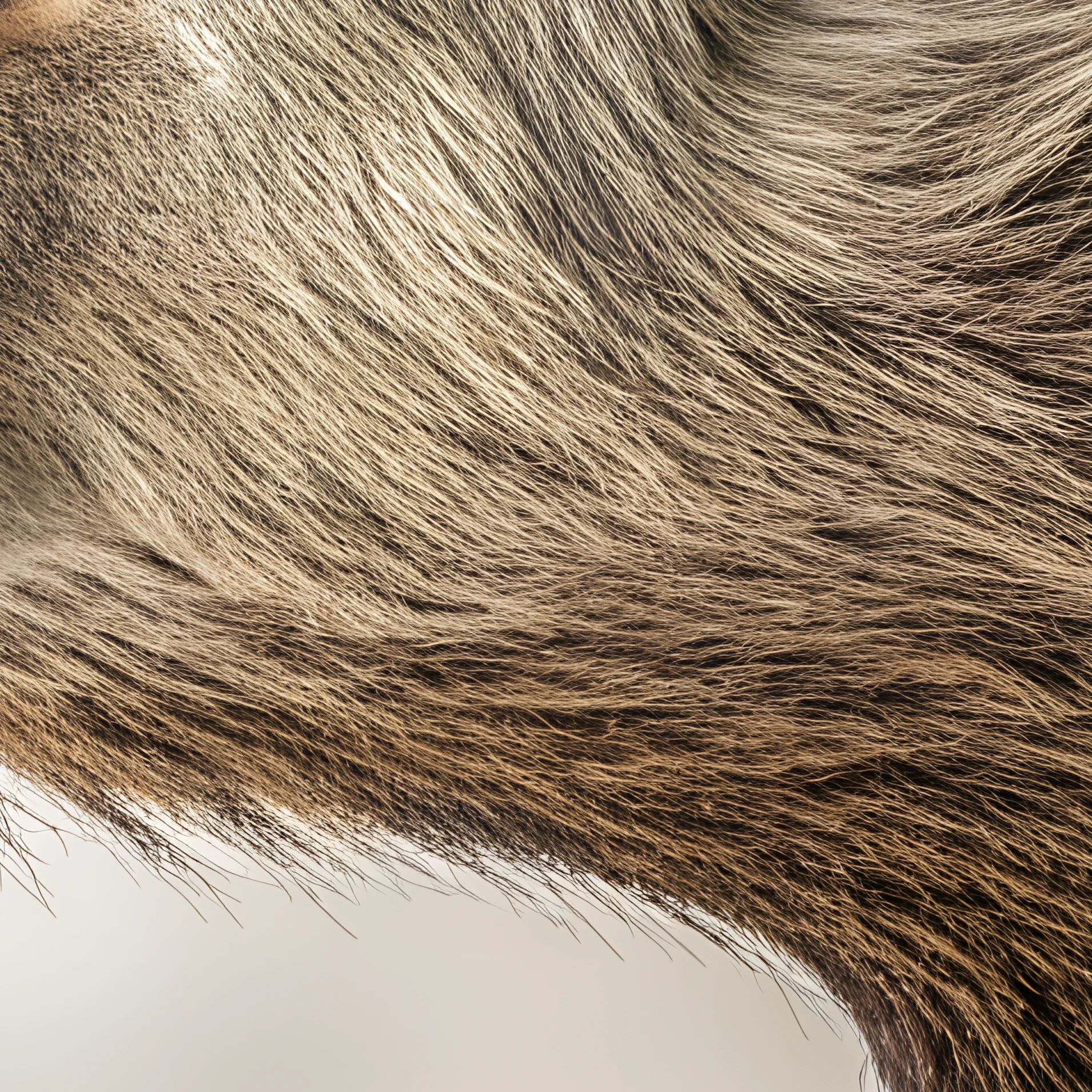Moschus